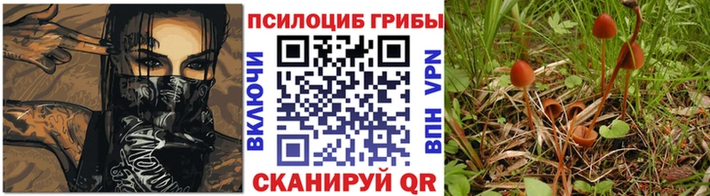 Купить Чернушка Псилоцибиновые грибы мицелий